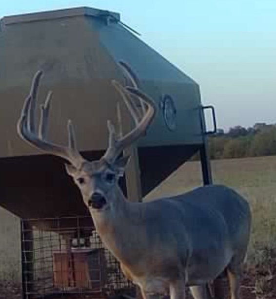Texas Whitetail Hunts