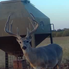 Texas Whitetail