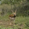Blackbuck Antelope